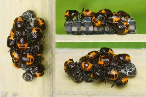 Eurydema ventralis
